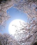 In un musicale cielo