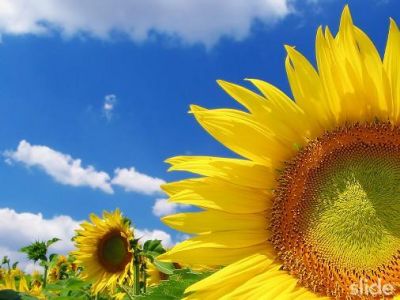 Girasoli