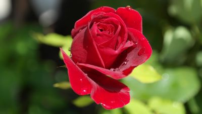 Come le rose
