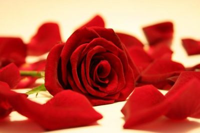 Un petalo di rosa