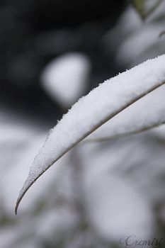 Nevica  