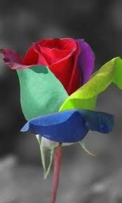 Rosa
