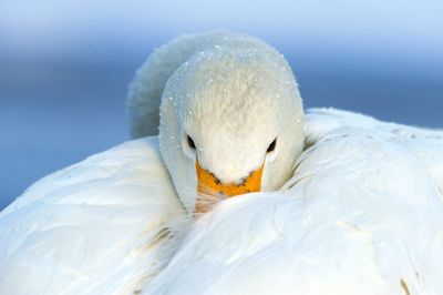 Il cigno e il gabbiano