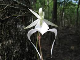 Da la bellezza de l�orchidea fantasma