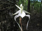 Da la bellezza de l�orchidea fantasma