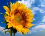 Il mio girasole