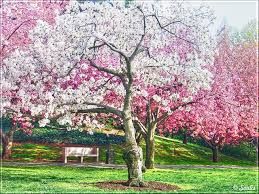 Sar� primavera