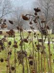Il sole smarr� la ragione