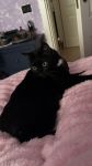 Batuffolo Nero