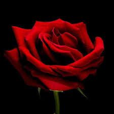 Fiore di donna
