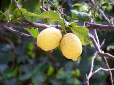 Limoni
