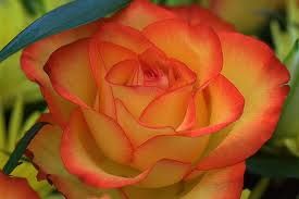Profumo di rose a maggio
