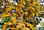 Il sole d'inverno