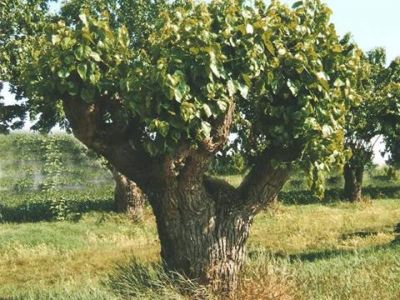 Primavera nel cuore