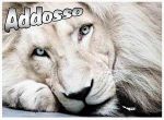 Addosso