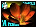�A rosa