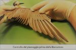 Libero uccello