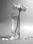 Roseti