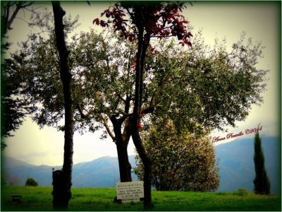 Montecassino