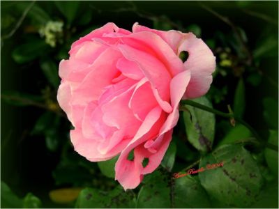 Rosa selvatica