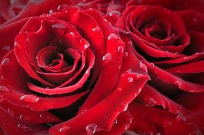 Odore di Rose