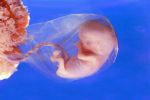 L�onda nel grembo