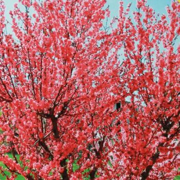 Il pesco rosso