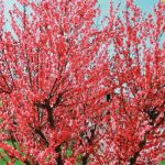 Il pesco rosso