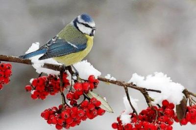 Nel gelo d'inverno