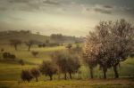 Profumo di primavera