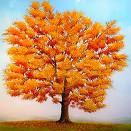 Quercus