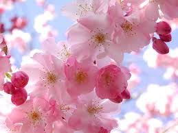 I fiori di febbraio