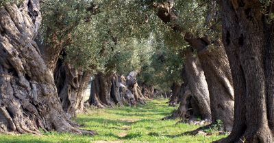 Tra i filari d'ulivo