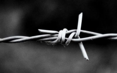 L�albero povero