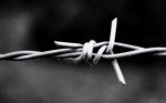 L�albero povero