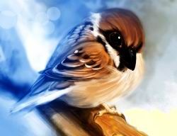 Volo