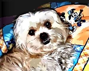 Amica