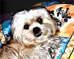 Amica