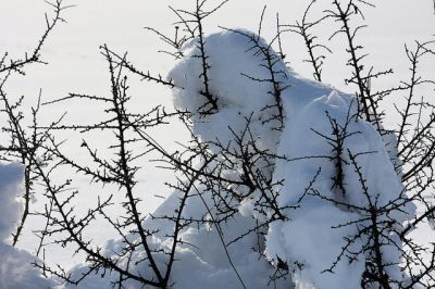 Come neve