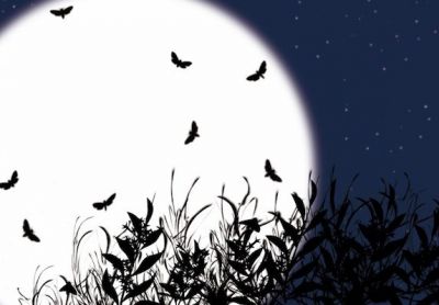 Notturno
