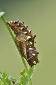 Crisalide