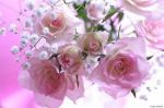 La rosa selvatica