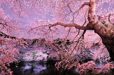 Sakura