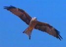 Sospesa in volo