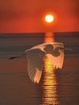 Poesia �