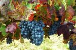 Tempo di Vendemmia
