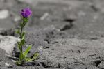 La Madre dei Poveri