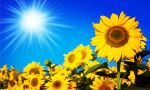 �Girasole alla ricerca del sole�