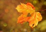 Alle sei e trenta... bisbigli d�autunno