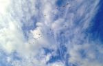 Volare